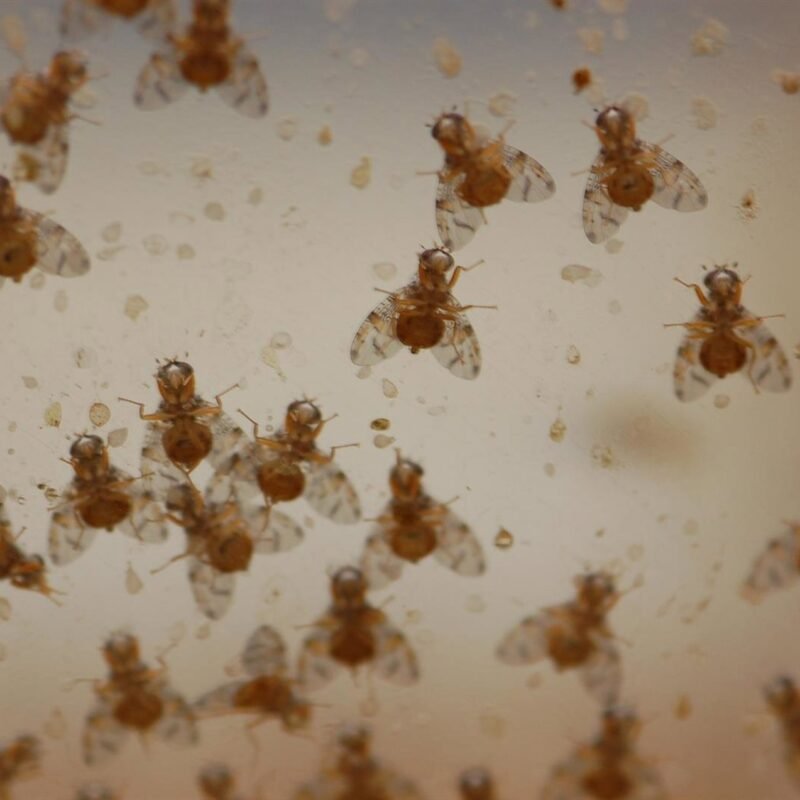 Un estudio innovador revela un circuito neuronal temprano que determina la recompensa alimentaria